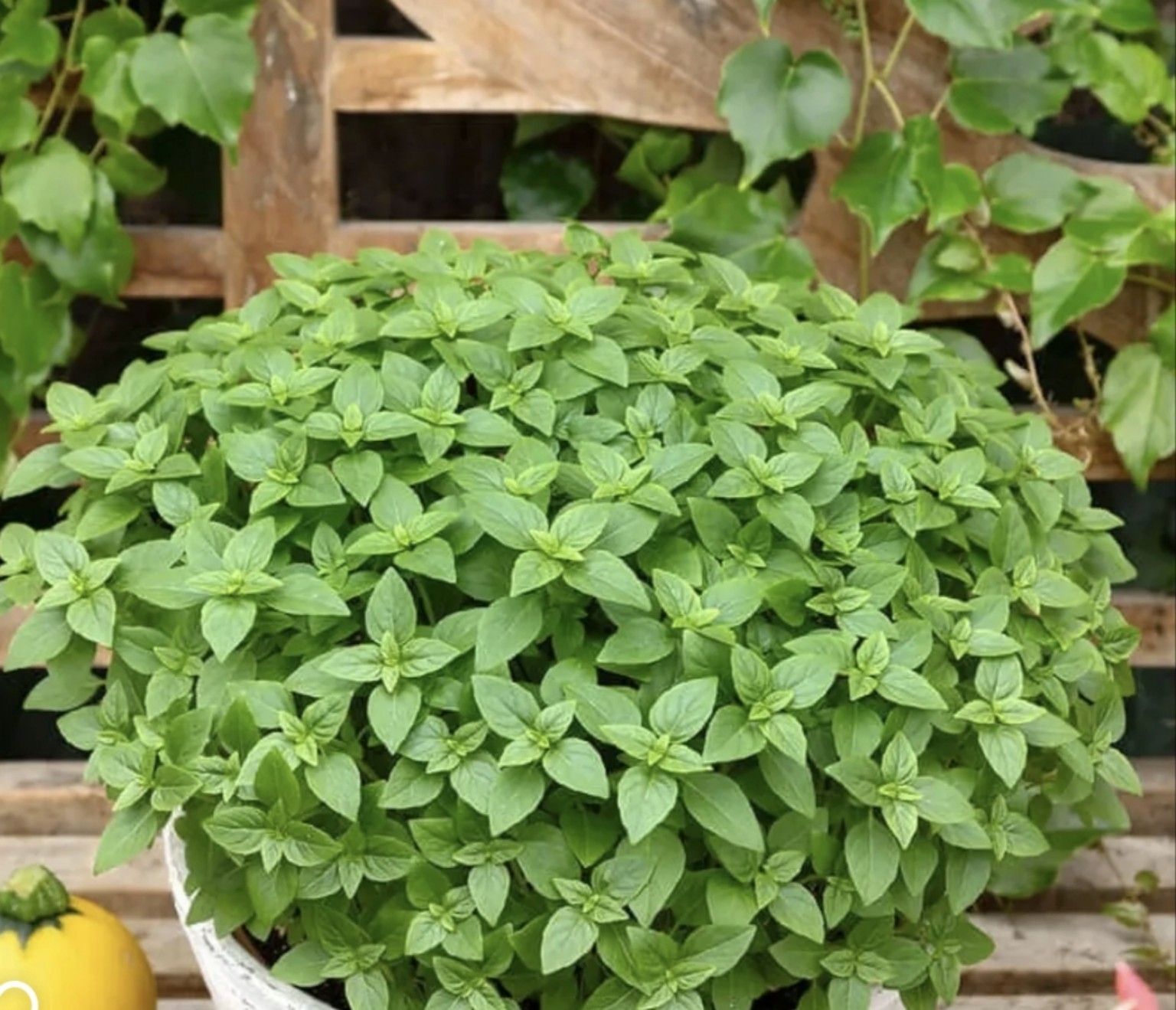 طبق خضرة